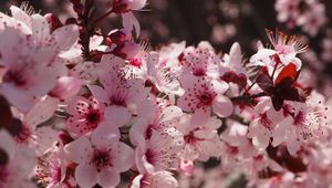 Preview wallpaper flowers, flowering, spring, pink