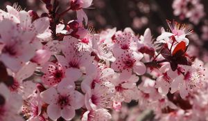 Preview wallpaper flowers, flowering, spring, pink