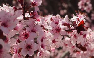 Preview wallpaper flowers, flowering, spring, pink