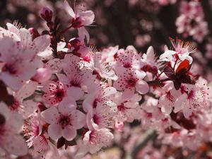 Preview wallpaper flowers, flowering, spring, pink
