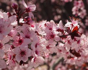 Preview wallpaper flowers, flowering, spring, pink
