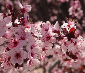 Preview wallpaper flowers, flowering, spring, pink