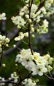 Preview wallpaper flowers, flowering, trees, spring, shade, moist