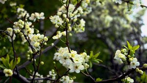 Preview wallpaper flowers, flowering, trees, spring, shade, moist