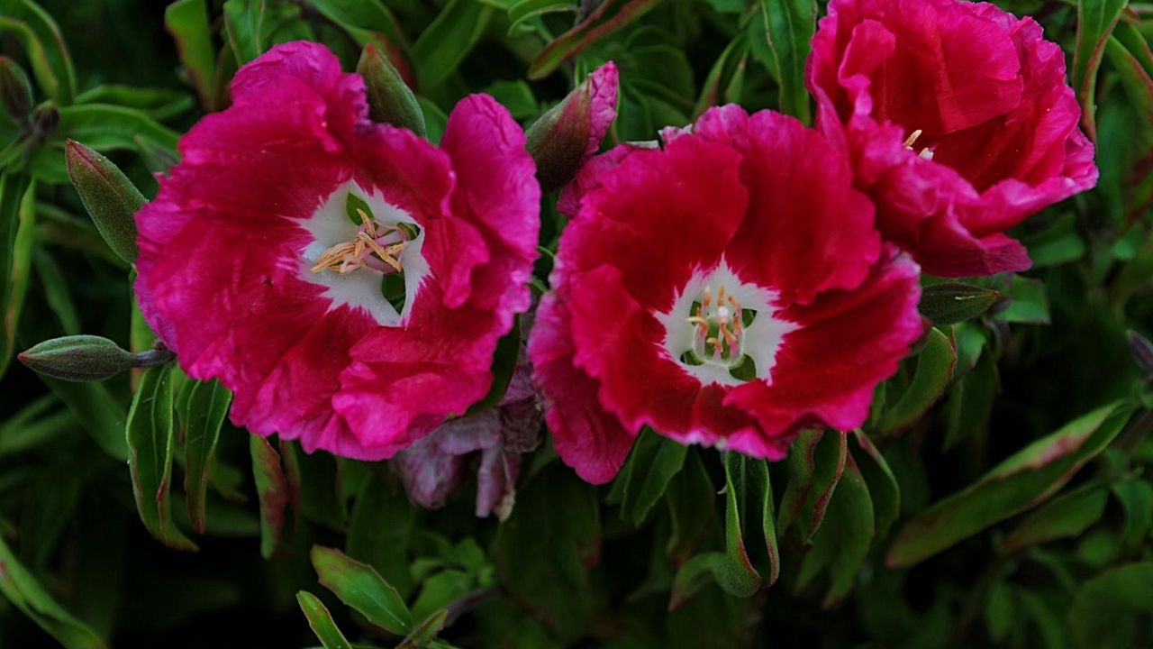 Wallpaper flowers, flowing, green, close-up