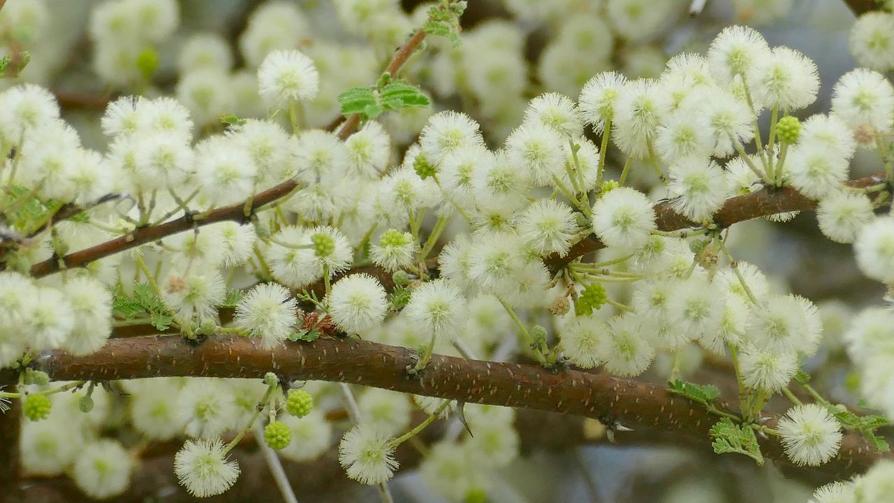 Wallpaper flowers, fluff, branches, spring, bloom