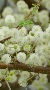 Preview wallpaper flowers, fluff, branches, spring, bloom