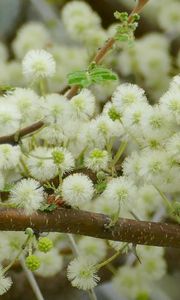 Preview wallpaper flowers, fluff, branches, spring, bloom