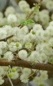 Preview wallpaper flowers, fluff, branches, spring, bloom