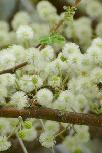 Preview wallpaper flowers, fluff, branches, spring, bloom