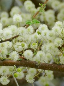 Preview wallpaper flowers, fluff, branches, spring, bloom