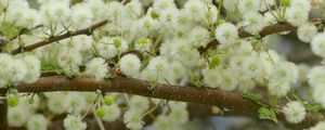 Preview wallpaper flowers, fluff, branches, spring, bloom