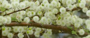 Preview wallpaper flowers, fluff, branches, spring, bloom