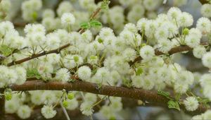 Preview wallpaper flowers, fluff, branches, spring, bloom