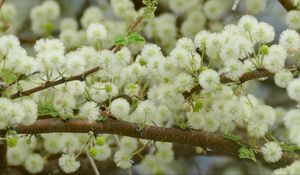 Preview wallpaper flowers, fluff, branches, spring, bloom