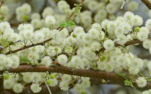 Preview wallpaper flowers, fluff, branches, spring, bloom