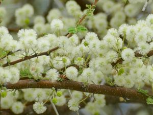 Preview wallpaper flowers, fluff, branches, spring, bloom