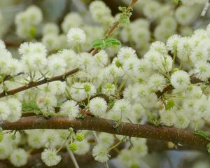 Preview wallpaper flowers, fluff, branches, spring, bloom