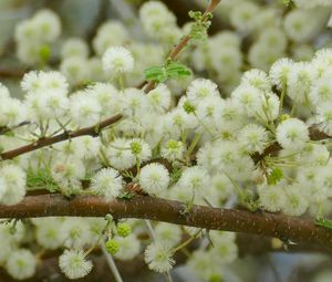 Preview wallpaper flowers, fluff, branches, spring, bloom