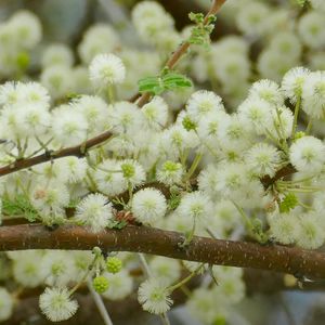 Preview wallpaper flowers, fluff, branches, spring, bloom