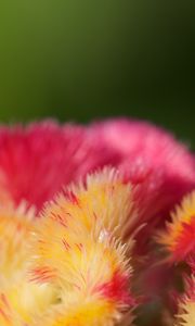 Preview wallpaper flowers, fluff, colorful, macro, blur