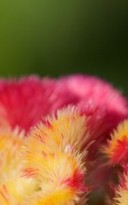 Preview wallpaper flowers, fluff, colorful, macro, blur