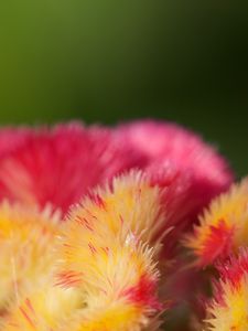 Preview wallpaper flowers, fluff, colorful, macro, blur