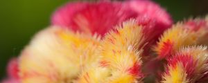 Preview wallpaper flowers, fluff, colorful, macro, blur