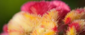 Preview wallpaper flowers, fluff, colorful, macro, blur