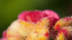 Preview wallpaper flowers, fluff, colorful, macro, blur
