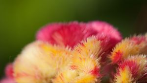 Preview wallpaper flowers, fluff, colorful, macro, blur