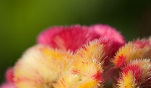 Preview wallpaper flowers, fluff, colorful, macro, blur