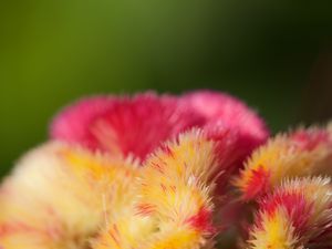 Preview wallpaper flowers, fluff, colorful, macro, blur