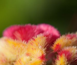 Preview wallpaper flowers, fluff, colorful, macro, blur