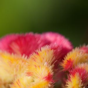 Preview wallpaper flowers, fluff, colorful, macro, blur