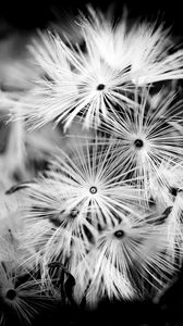 Preview wallpaper flowers, fluff, macro, black and white