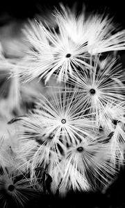 Preview wallpaper flowers, fluff, macro, black and white