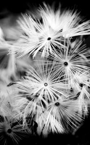 Preview wallpaper flowers, fluff, macro, black and white