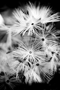 Preview wallpaper flowers, fluff, macro, black and white