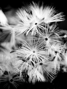 Preview wallpaper flowers, fluff, macro, black and white