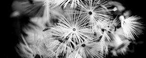 Preview wallpaper flowers, fluff, macro, black and white