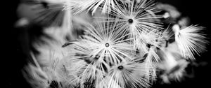 Preview wallpaper flowers, fluff, macro, black and white
