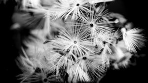 Preview wallpaper flowers, fluff, macro, black and white