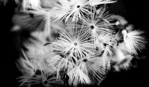 Preview wallpaper flowers, fluff, macro, black and white