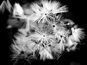 Preview wallpaper flowers, fluff, macro, black and white