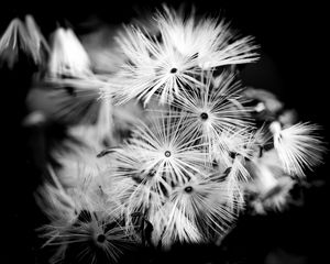 Preview wallpaper flowers, fluff, macro, black and white