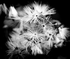 Preview wallpaper flowers, fluff, macro, black and white