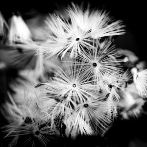 Preview wallpaper flowers, fluff, macro, black and white