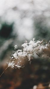 Preview wallpaper flowers, fluff, plant, inflorescence, macro, white