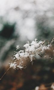 Preview wallpaper flowers, fluff, plant, inflorescence, macro, white